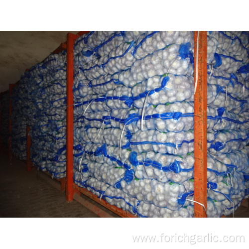 Crop 2019 Regular White Garlic